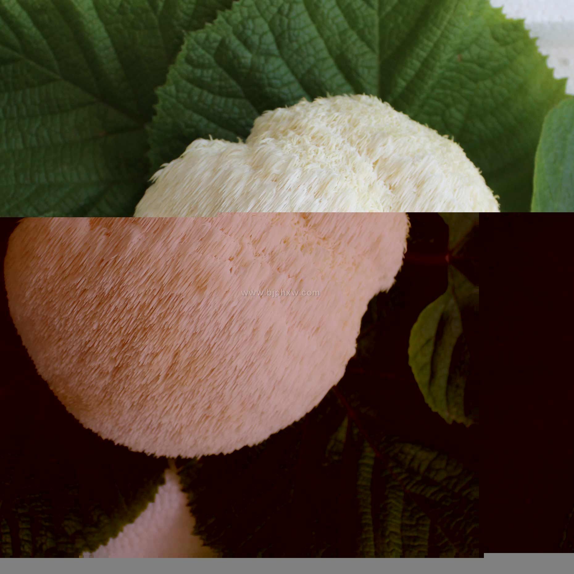 廠家供應東北猴頭菇