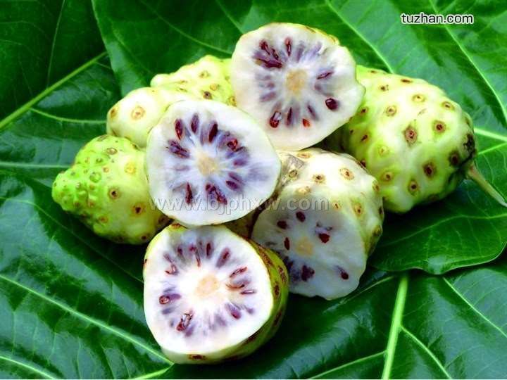 薩摩亞野生諾麗供應(yīng)