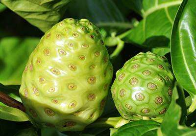 薩摩亞進(jìn)口供應(yīng)純正野生諾麗果酵素原液