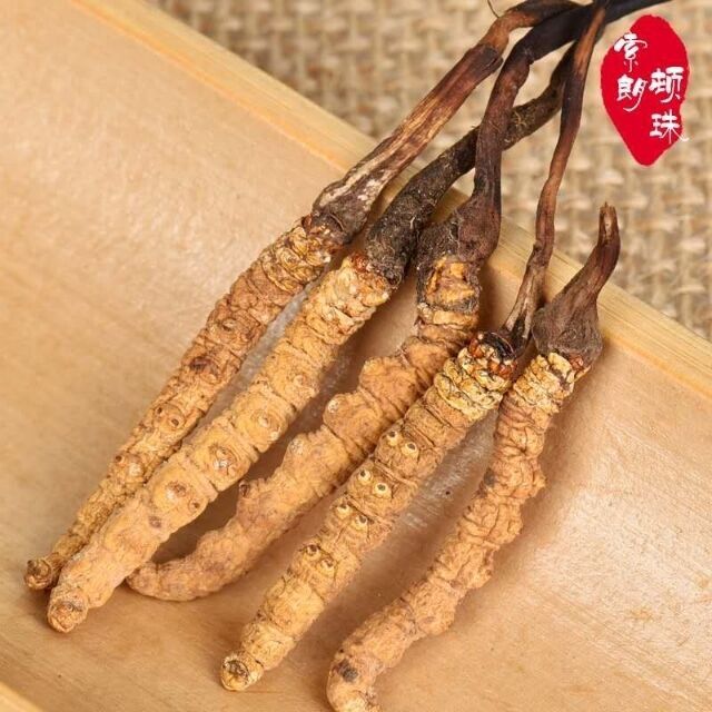 西藏那曲冬蟲(chóng)夏草